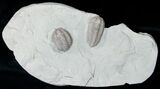 Two Flexicalymene Trilobites From Ohio #15572-3